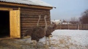 Страусы в домашнем хозяйстве