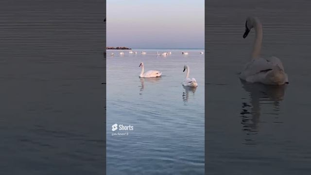 Набережная Евпатории в Крыму 🦢 #крым #travel #квартирауморя