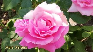 Красивые пионовидные розы в моем саду