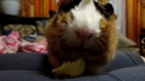 D'Guinea Pigs Abbesin weiblech Gegrillt Морские свинки.mp4