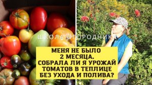 Осталась без помидоров? Не была на даче два месяца! Урожай томатов по сортам