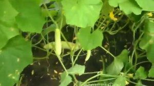 Выращивание огурцов. Огурцы в парнике. (1