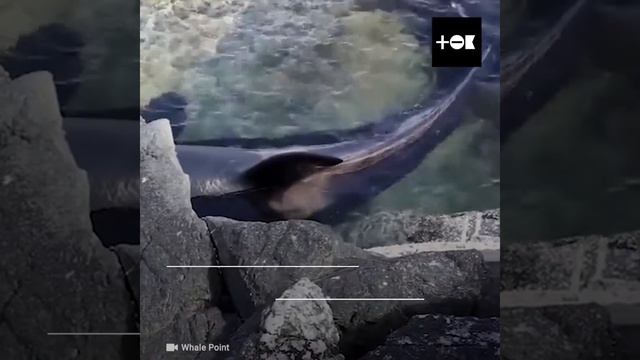 Спасение косатки смотреть онлайн