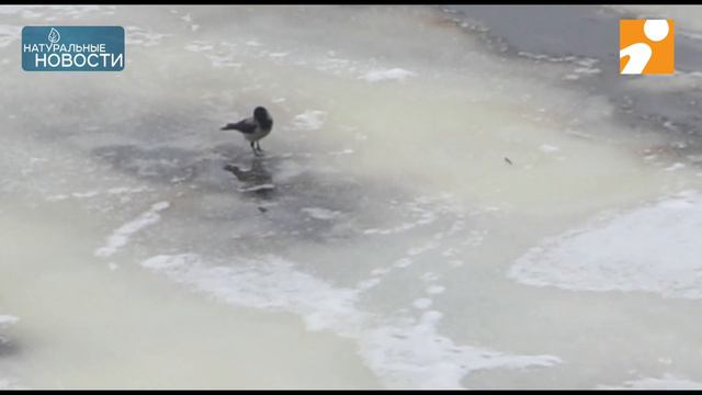 Вороны на льду в г. Торжке смотреть онлайн