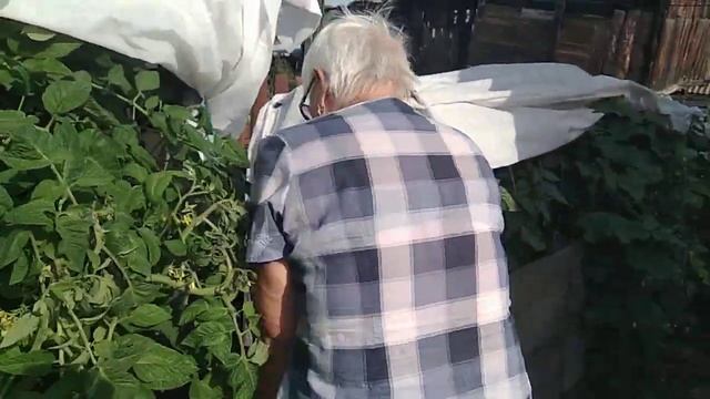 Томат Яблонька России,обзор смотреть онлайн