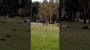 Анамалии в Краснодаре часть 1 собаки.