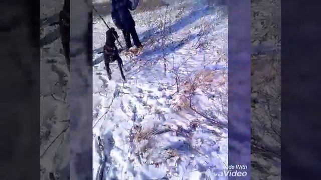 Моя собака, питбуль - не называйте его псом! смотреть онлайн