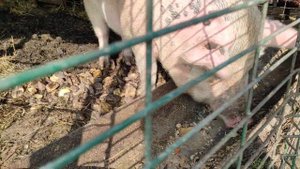 ОПРЕДЕЛЯЕМ БЕРЕМЕННОСТЬ СВИНЬИ / СУПОРОСТНОСТЬ СВИНЬИ