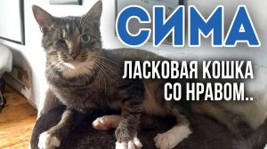 СИМА, ласковая кошка, 2.5года, Со НРАВОМ❗ Ищем хозяина, готового принять её в своё сердце