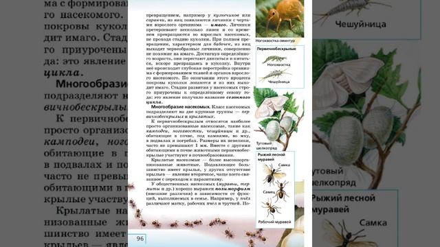 Биология 8к СТР-88 Класс Насекомые смотреть онлайн