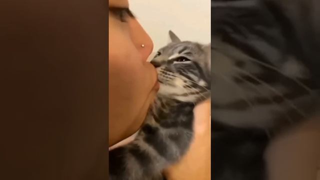 Зацелованный кот