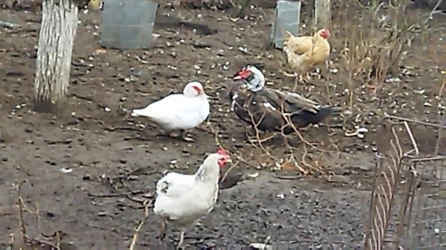 Утки ,Куры чем кормят Родители? смотреть онлайн