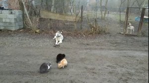 Западно-сибирская Лайка Джексон 12 месяцев! Железная выдержка с котами!
