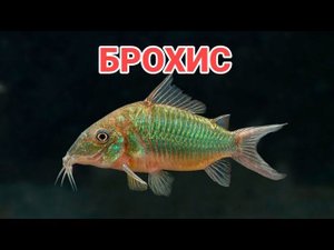 БРОХИС . УХОД И СОДЕРЖАНИЕ В АКВАРИУМЕ