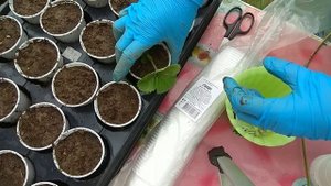 Размножаем Клубнику Усами в Стаканчиках, Два Способа