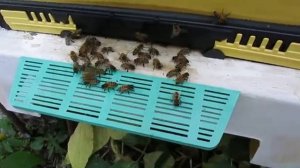 август на пасеке - подготовка пчел к зимовке, ответы на вопросы