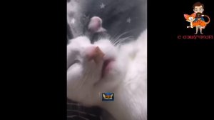 Приколы с котами! Самые смешные животные С ОЗВУЧКОЙ! Я РЖАЛ И ЛОПНУЛ!