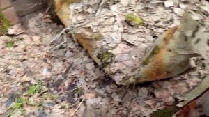 Открытый урок ОБЖ + Экскурсия по лесу