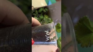 Рассада от Жанны Фокиной. Шок цена и не только…..?