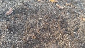 Подготовка грядки и посадка чеснока под зиму.