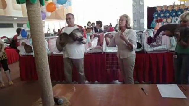 Выбор лучшего взрослого животного выставки на WCF ринге. смотреть онлайн