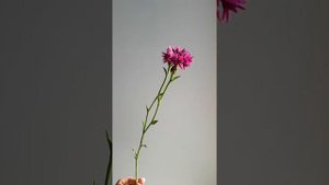 Василек махровый из холодного фарфора