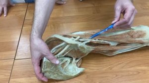 Мышцы бедра