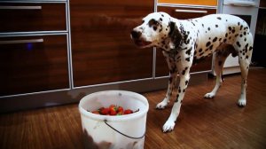 он ждал июня целый год....