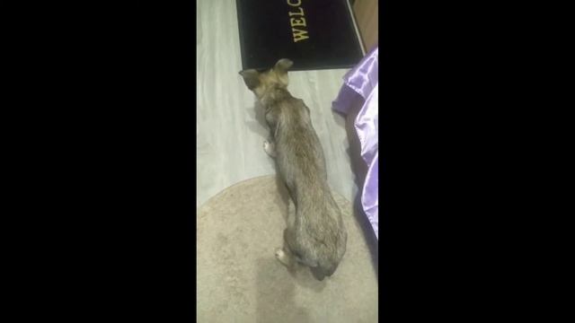 Альфа начинает ходить😌💕 смотреть онлайн