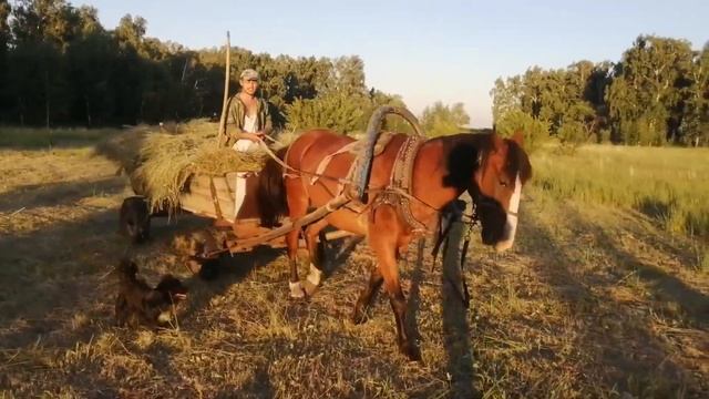 СЕНОКОС! ЗАГОТОВКА СЕНА! ЛОШАДЬ! КОРОВЫ С СЕНОМ! ГОЛОДНЫЕ КОРОВЫ! смотреть онлайн