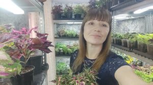 Как сохранить колеусы осенью зимой дома. Колеусы не вытянутся и не потеряют окраску.Уход от А до Я.