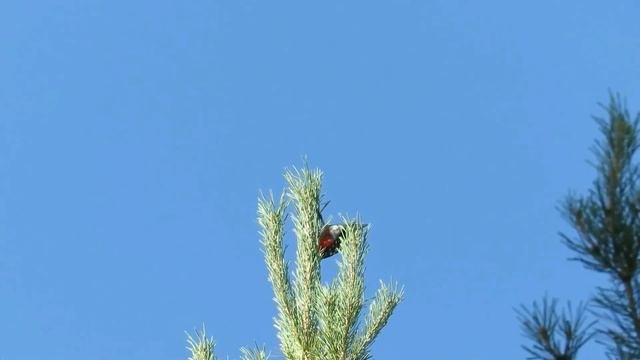 № 1579  08. 08. 2021  Воробей - поздний птенец и другие птицы
