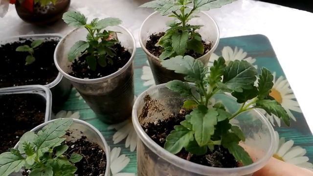 ВЕРБЕНА. ОБЗОР РАССАДЫ 2 МЕСЯЦА. смотреть онлайн