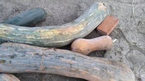 Тыква 20 кг, как гигантские сардельки, а мне похожие на сомика! Тыква гигант!