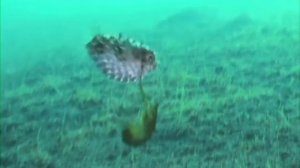 РАК-БОГОМОЛ — может сломать палец человека одним ударом! Рак-богомол против осьминога и краба!