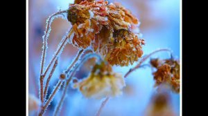 Романс "Хризантемы в саду"