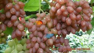 Виноград плодовый Кишмиш лучистый (vitis) ? обзор: как сажать, рассада винограда Кишмиш лучистый