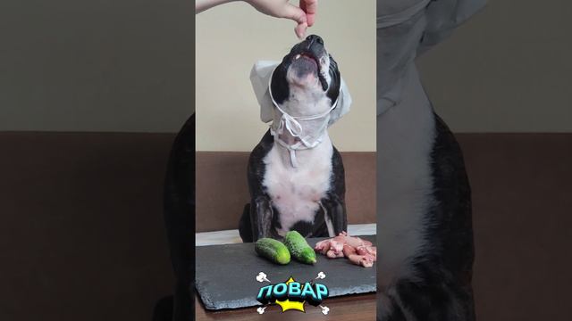 Куриные сердечки! Оценка от стаффи 🍽️ #повар #рецепт #собака #кухня #сердце #курица #животные