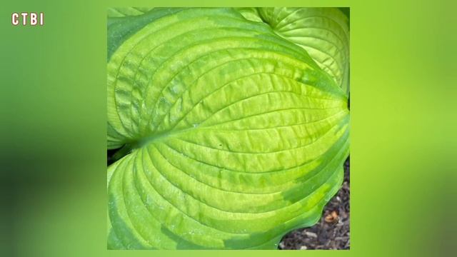 The Hosta Haven: Unveiling the Beauty and Diversity of Hosta Plants in Your Garden! смотреть онлайн