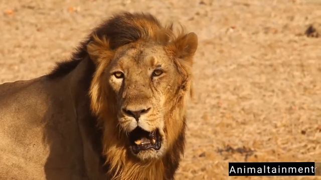 Hyena vs Leopard смотреть онлайн