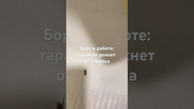 как работает Супер Борз спрей от тараканов и прочей нечисти. Борз купил на Авито смотреть онлайн