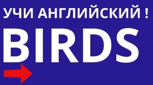 Тест Птицы Birds Учим английский язык Викторина для школьников и взрослых Дом тестов #птицы #birds