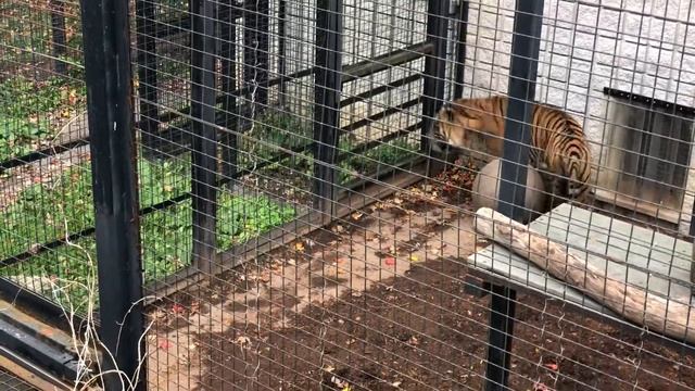 Торонто!Зоопарк! смотреть онлайн