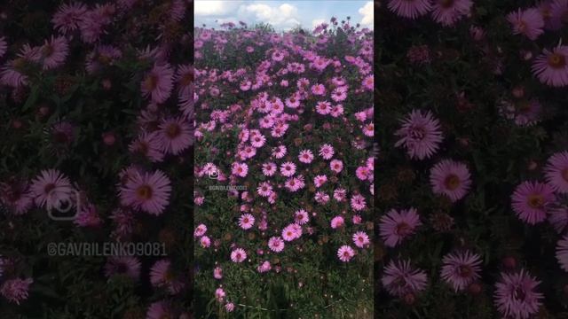 19-09-2023 ОСЕНЬ ГОСПОДА, ОСЕНЬ/ ОСЕННЯЯ КРАСОТА .