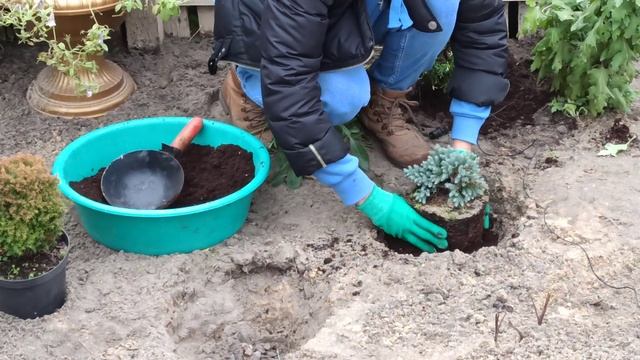 ЛАНДШАФТНЫЙ ДИЗАЙН СВОИМИ РУКАМИ. Садовая клумба из хвойных растений смотреть онлайн