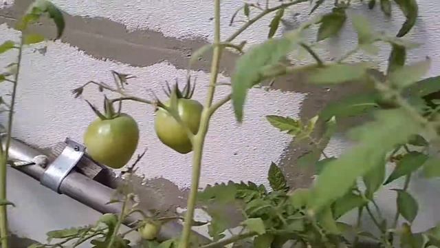 Огород на балконе. Урожай помидоров черри смотреть онлайн