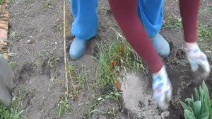 Как отделить часть пиона - личный опыт