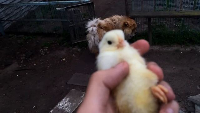 Как определить пол цыпленка. Курочка или Петушок