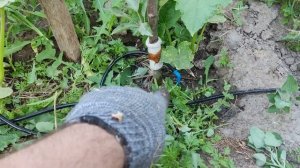 Полив сада и огорода для ленивых, как сделать капельный полив, начало.