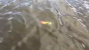 Ижевская Мышь в деле - игра в воде, щука не пропустит